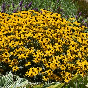 Coneflower (Echinacea Fulgida) – Goldblitz – #2 Container