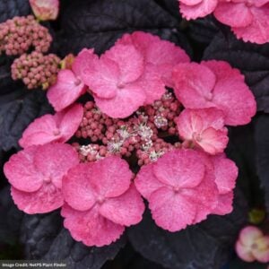 Hydrangea Serrata – Pink Dynamo – #2 Container