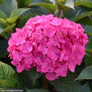 Hydrangea Macrophylla – Let’s Dance Lovable® – #3 Container