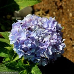 Hydrangea Macrophylla – Azure Skies™ – 15-18″ – #3 Container
