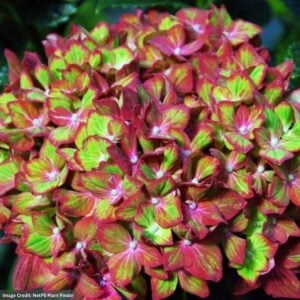 Hydrangea Macrophylla – Next Generation Pistachio – #3 Container