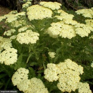 Yarrow (Achillea) – Hella Glashoff – #1 Container