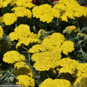 Yarrow (Achillea) – Little Moonshine – #1 Container