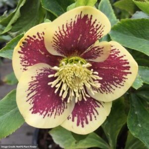 Hellebore – Honeymoon® Rio Carnival – #1 Container
