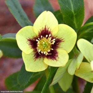 Hellebore – Spanish Flare – #1 Container