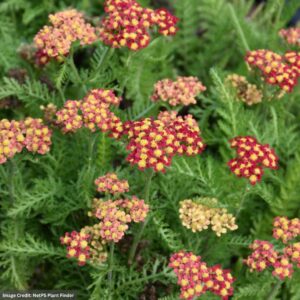 Yarrow (Achillea) – Milly Rock Red – #1 Container