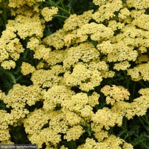 Yarrow (Achillea) – Milly Rock™ Yellow – #1 Container
