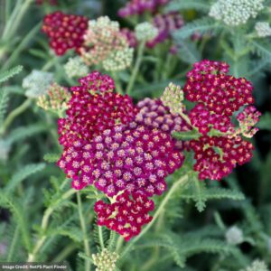 Yarrow (Achillea) – New Vintage™ Red – #1 Container