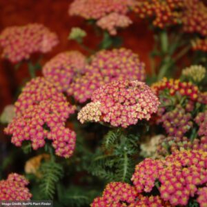Yarrow (Achillea) – New Vintage™ Rose – #1 Container