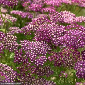 Yarrow (Achillea Millefolium) – New Vintage Violet – #1 Container