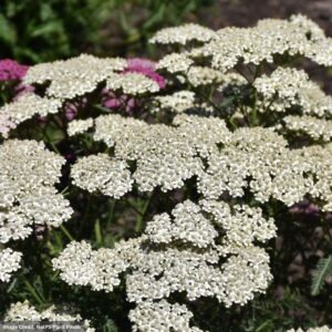 Yarrow (Achillea Millefolium) – New Vintage White – #1 Container
