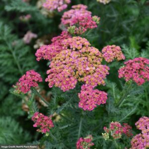 Yarrow (Achillea) – Millefolium Sassy Summer Taffy – #1 Container