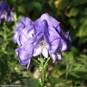 Autumn Monkshood (Aconitum Arendsii) – #1 Container