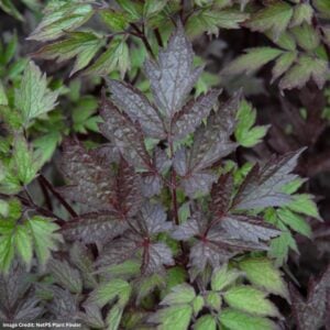 Bugbane (Actaea) – Black Negligee – #1 Container