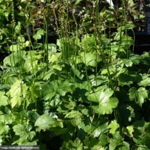 Bugbane (Actaea) – Cheju Do – #1 Container