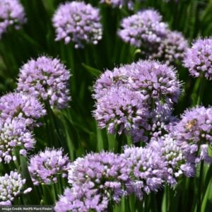 Allium (Ornamental Onion) – Summer Peek A Boo – #1 Container