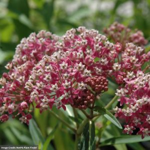 Milkweed (Asclepias Incarnata) – Cinderella – #1 Container
