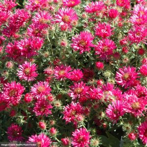 New England Aster – Alma Potschke – #1 Container