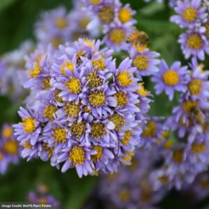 Aster – Jindai Tartarian – #1 Container