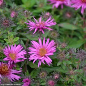 New England Aster – Pink Crush – #1 Container