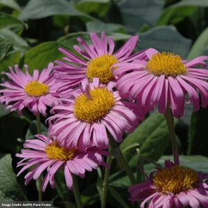 Alpine Aster (Alpinus) – Pinkie – #1 Container