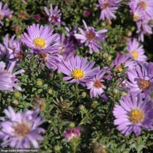 Aster – Woods Light Blue – #1 Container
