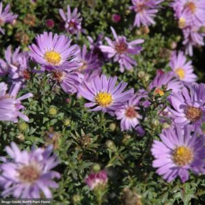 Aster – Woods Light Blue – #1 Container