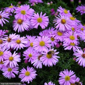Aster – Woods Pink – #1 Container