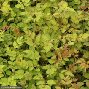 False Spirea (Astilbe) – Color Flash Lime – #1 Container