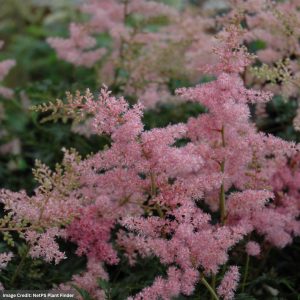 False Spirea (Astilbe) – Drum And Bass – #1 Container