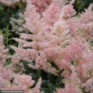 False Spirea (Astilbe) – Peach Blossom – #1 Container