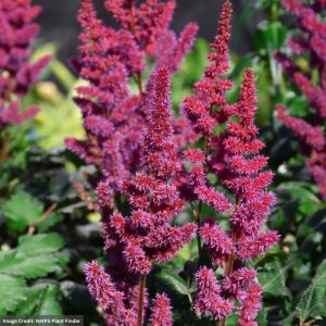 False Spirea (Chinensis Astilbe) – Visions In Red – #1 Container