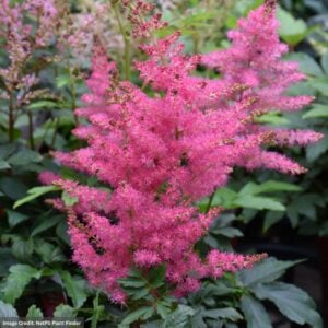 False Spirea (Astilbe) – Younique Cerise™ – #1 Container