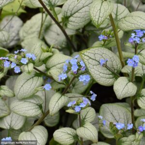 Bugloss (Brunnera Macrophylla) – Alexandria – 2 Qt Container
