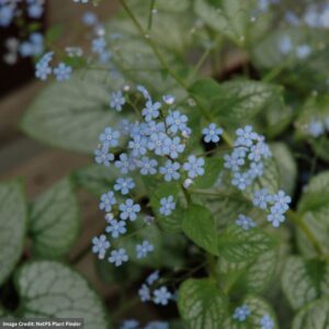 Bugloss (Brunnera Macrophylla) – Jack Frost – #1 Container