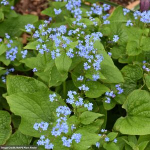 Siberian Bugloss (Brunnera Macrophylla) – #1 Container