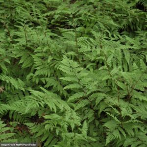 Lady Fern (Athyrium Filix Femina) – #1 Container