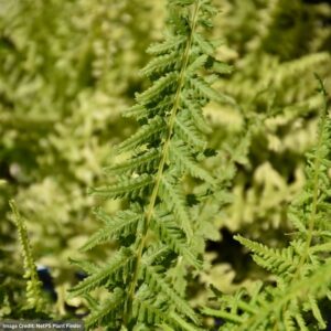 Lady Fern (Athyrium Filix Femina) – Victoriae – #1 Container