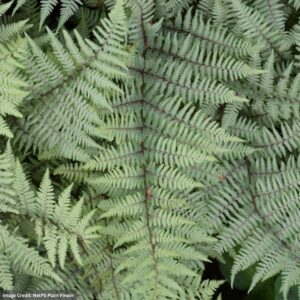 Fern (Athyrium) – Ghost – #1 Container