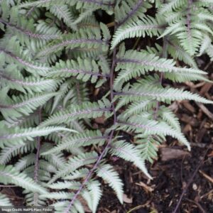 Japanese Painted Fern (Athyrium Nipocum) – Godzilla – #1 Container