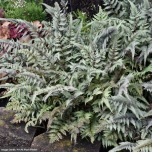 Japanese Painted Fern (Athyrium Niponicum) – #1 Container