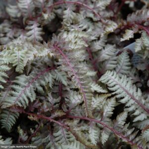Japanese Painted Fern (Athyrium Niponicum) – Regal Red – #1 Container