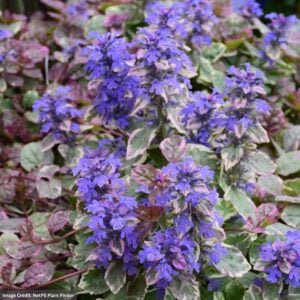 Bugleweed (Ajuga) – Burgundy Glow – 1 Qt Container