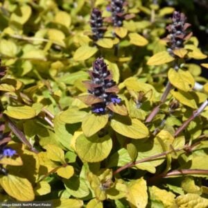 Bugleweed (Ajuga) – Tropical Toucan – #1 Container