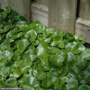 Wild Ginger (Asarum Europaeum) – European – 1 Qt Container