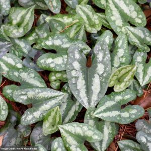 Wild Ginger (Asarum Splendens) – Chinese – 1 Qt Container