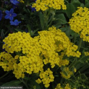 Basket-o-Gold (Aurinia Saxatilis) – Summit – 1 Qt Container