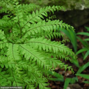 Northern Maidenhair Fern (Adiantum Pedatum) – #1 Container