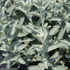 Wormwood (Artemisia) – GardenGhost™ – #1 Container