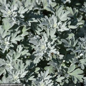 Wormwood (Artemisia) – Silver Brocade – #1 Container